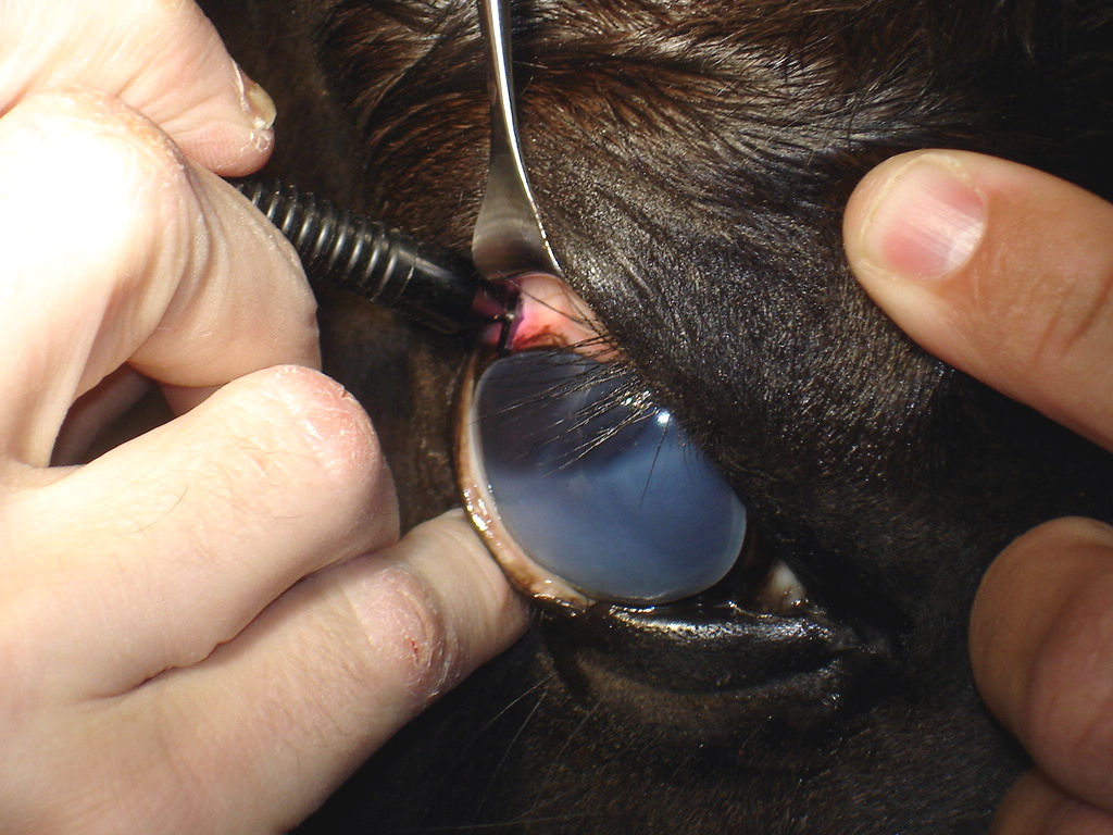 Laser chirurgico in azione su un cavallo