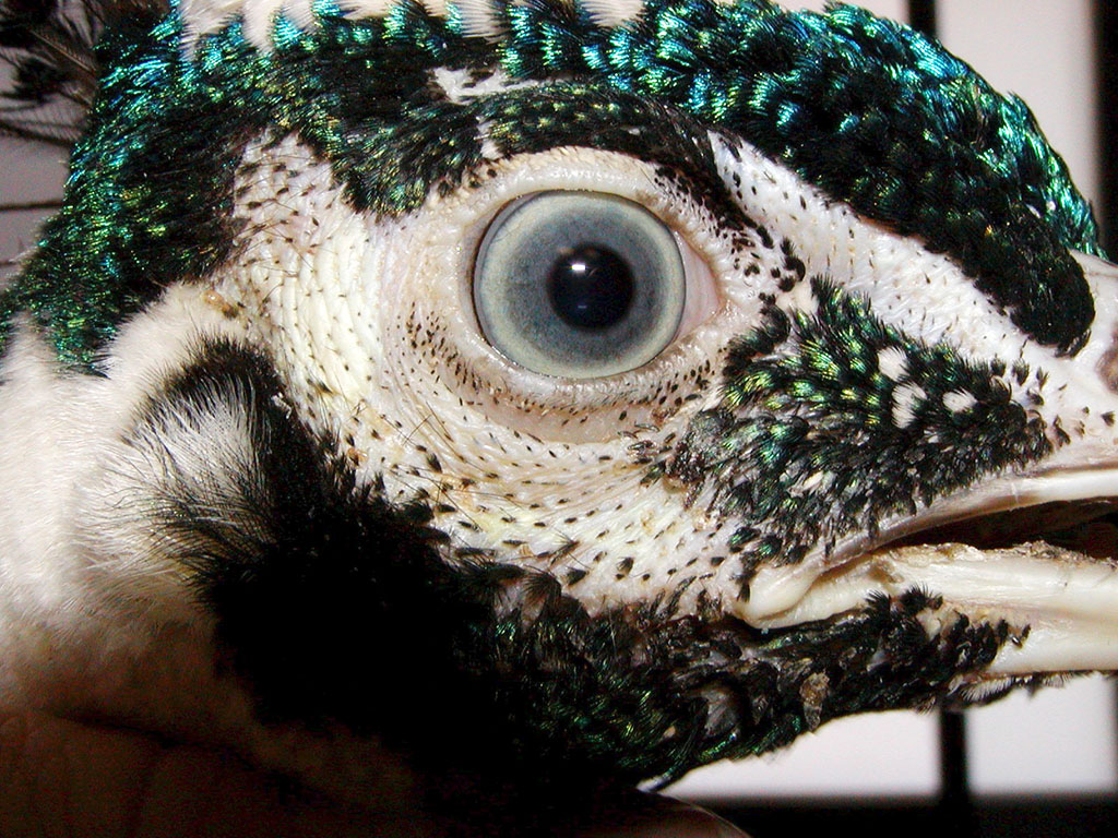 Occhio di un pavone
