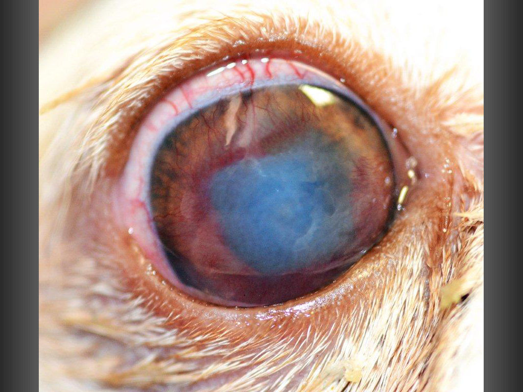 Chihuahua con ulcera corneale, pre trattamento