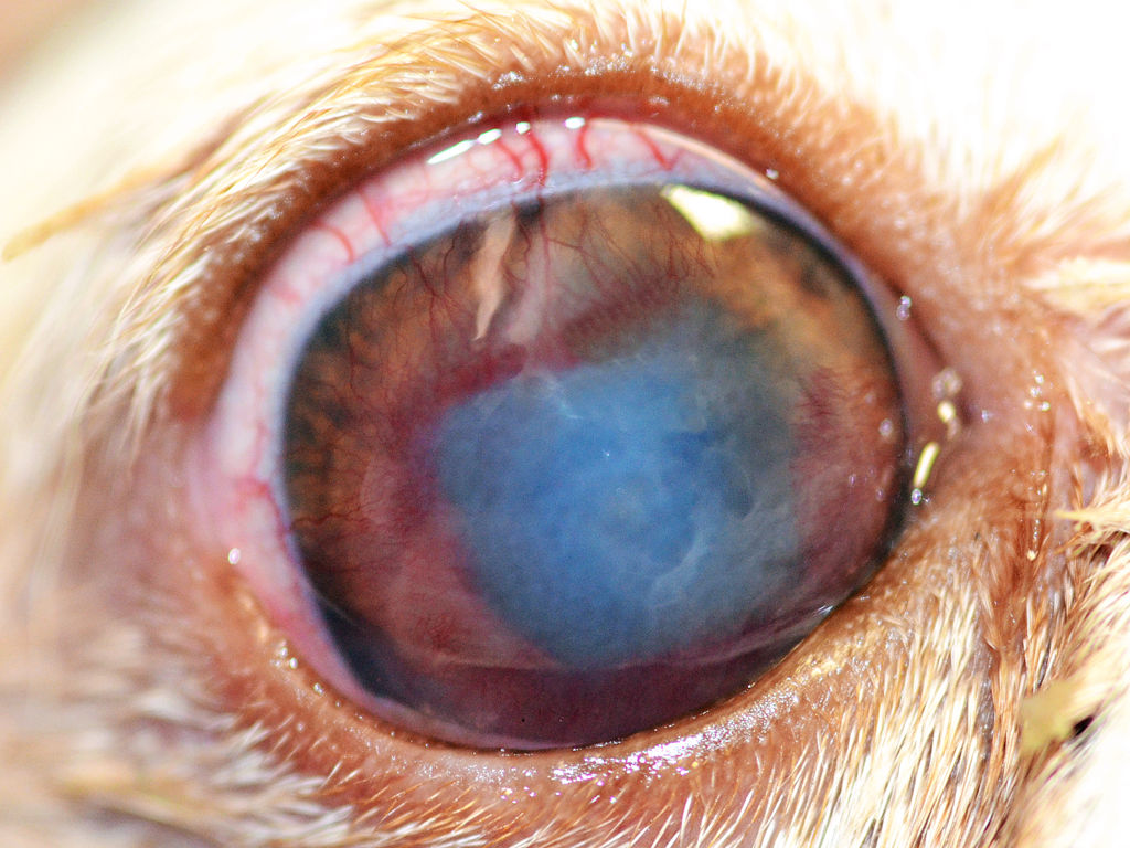 Chihuahua con ulcera corneale, giorno 0
