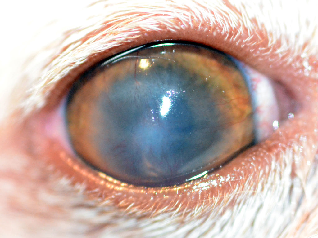 Chihuahua con ulcera corneale, dopo 2 settimane
