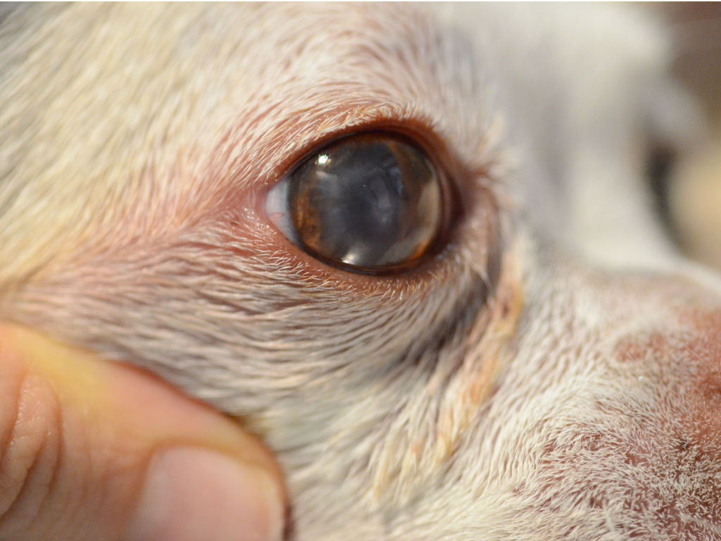 Chihuahua con ulcera corneale, dopo 3 settimane