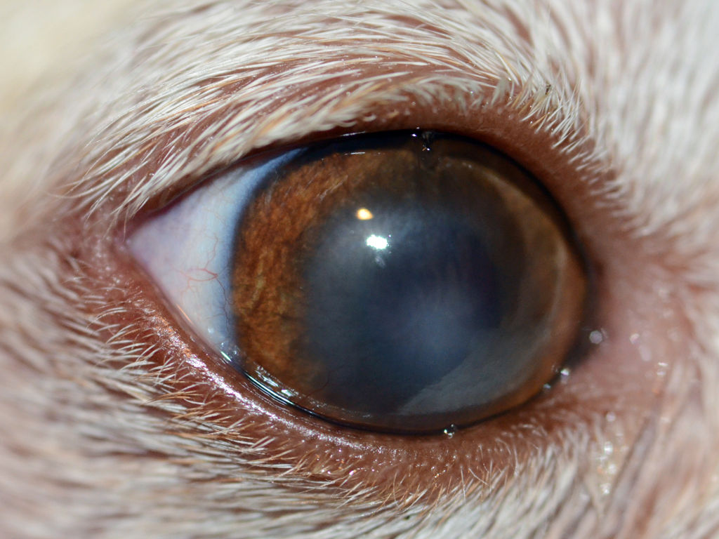 Chihuahua con ulcera corneale, dopo 4 settimane