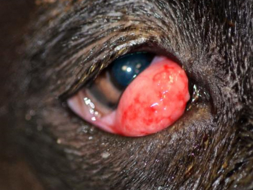 Prolasso della ghiandola della III palpebra